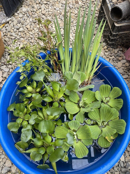 CUSTOM MEGA Koi Pond Combo  Plants Water Hyacinth Lettuce Iris ChameleonLarge