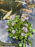 Nycon Floating Water Hyacinth Lettuce Plant Root Protector 24" pond island koi 2