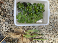 (15) Koi Pond Combo Water Hyacinth Lettuce Iris Floating Plant Medium-Small 2-4”