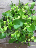 (15) MIX Water Lettuce & Hyacinth Koi Pond Bio Filter small - Medium Plants 2-4”