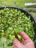 (15) MIX Water Lettuce & Hyacinth Koi Pond Bio Filter small - Medium Plants 2-4”