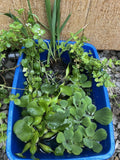 KOI POND Pack Creeping Jenny Water Lettuce Hyacinth Iris Plant