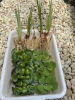 25pc KOI POND COMBO Creeping Jenny Water Lettuce Hyacinth Iris Watercress Plant