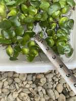 KOI POND Pack Creeping Jenny Water Lettuce Hyacinth Iris Plant