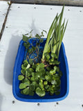 (20) Koi Pond Deluxe Chamaeleon￼ ￼ Water Hyacinth Lettuce Iris Floating Plant 3”