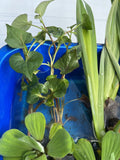 (20) Koi Pond Deluxe Chamaeleon￼ ￼ Water Hyacinth Lettuce Iris Floating Plant 3”