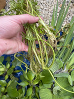MEGA Koi Pond Combo 25 Plants Water Hyacinth Lettuce Iris Chameleon Celery Large