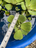MEGA Koi Pond Combo 25 Plants Water Hyacinth Lettuce Iris Chameleon Celery Large