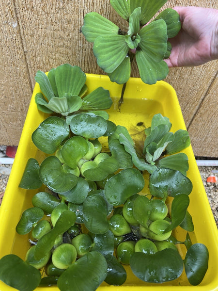 (5) Water Lettuce Jumbo 5-7” Koi Pond Floating Plants Algae Shade COMBINESHIP