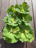 (5) Water Lettuce Jumbo 5-7” Koi Pond Floating Plants Algae Shade COMBINESHIP
