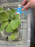 (5) Water Lettuce Jumbo 5-7” Koi Pond Floating Plants Algae Shade COMBINESHIP