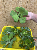 EASTER SPECIAL (6) Mix Water Lettuce & Hyacinth Koi Pond Floating Plants Large