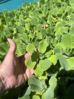 🌸Easter Special🌸 (40) Water Lettuce Koi Pond Floating Plants Algae Shade 2-4”