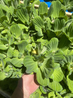 🌸May 1st Special🌸 (25) Water Lettuce Koi Pond Floating Plants Algae Shade 2-4”