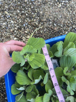 🌸May 1st Special🌸 (25) Water Lettuce Koi Pond Floating Plants Algae Shade 2-4”