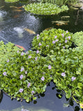 Memorial Day Sale (6) Mix Water Lettuce & Hyacinth Koi Pond Floating Plant Large