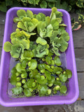 FATHERS DAY SPECIAL (15) Water Hyacinth & Lettuce Koi Pond Floating Plants 2-3"