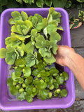 FATHERS DAY SPECIAL (15) Water Hyacinth & Lettuce Koi Pond Floating Plants 2-3"