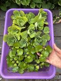 FATHERS DAY SPECIAL (15) Water Hyacinth & Lettuce Koi Pond Floating Plants 2-3"