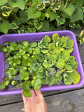 FATHERS DAY SPECIAL (15) Water Hyacinth & Lettuce Koi Pond Floating Plants 2-3"