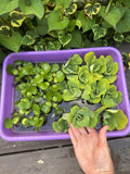FATHERS DAY SPECIAL (15) Water Hyacinth & Lettuce Koi Pond Floating Plants 2-3"