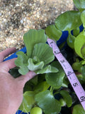 FATHERS DAY SPECIAL (15) Water Hyacinth & Lettuce Koi Pond Floating Plants 2-3"