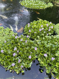 FATHERS DAY SPECIAL (15) Water Hyacinth & Lettuce Koi Pond Floating Plants 2-3"