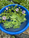 FATHERS DAY SPECIAL (15) Water Hyacinth & Lettuce Koi Pond Floating Plants 2-3"