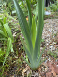 (5) Live Louisiana Yellow Flag Iris Aquatic Plant Pond Koi Filter Bog Waterfall (Copy)