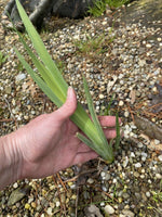 (5) Live Louisiana Yellow Flag Iris Aquatic Plant Pond Koi Filter Bog Waterfall (Copy)