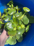 (4) Water Hyacinth Koi Pond Floating Plants Rid Algae LARGE Jumbo 5”