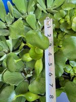 (20) LARGE Water Lettuce Koi Pond Floating Plants Rid Algae 6"