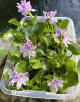 Koi Pond Pack (6) MIX Water Hyacinth & Lettuce & Watercress Koi Pond Floating Plants Algae LARGE Jumbo 6”