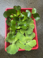 Koi Pond Pack (6) MIX Water Hyacinth & Lettuce & Watercress Koi Pond Floating Plants Algae LARGE Jumbo 6”