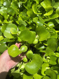 Koi Pond Pack (6) MIX Water Hyacinth & Lettuce & Watercress Koi Pond Floating Plants Algae LARGE Jumbo 6”