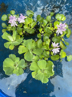 Koi Pond Pack (6) MIX Water Hyacinth & Lettuce & Watercress Koi Pond Floating Plants Algae LARGE Jumbo 6”