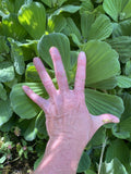 Turtle  Water Lettuce