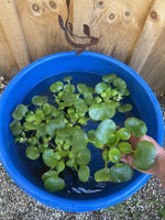 (2) MIX Lettuce &  Water Hyacinth Koi Pond Floating Plants Rid Algae Jumbo  Gigantic  5-7” (Copy)