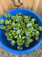 (2) MIX Lettuce &  Water Hyacinth Koi Pond Floating Plants Rid Algae Jumbo  Gigantic  5-7” (Copy)
