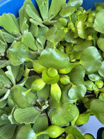 (2) MIX Lettuce &  Water Hyacinth Koi Pond Floating Plants Rid Algae Jumbo  Gigantic  5-7” (Copy)