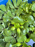 (2) MIX Lettuce &  Water Hyacinth Koi Pond Floating Plants Rid Algae Jumbo  Gigantic  5-7” (Copy)
