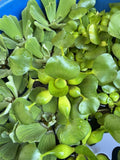 (2) MIX Lettuce &  Water Hyacinth Koi Pond Floating Plants Rid Algae Jumbo  Gigantic  5-7” (Copy)