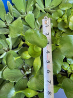 (2) MIX Lettuce &  Water Hyacinth Koi Pond Floating Plants Rid Algae Jumbo  Gigantic  5-7” (Copy)