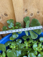 (2) MIX Lettuce &  Water Hyacinth Koi Pond Floating Plants Rid Algae Jumbo  Gigantic  5-7” (Copy)