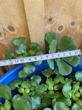 (2) MIX Lettuce &  Water Hyacinth Koi Pond Floating Plants Rid Algae Jumbo  Gigantic  5-7” (Copy)