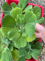 (8) Water Lettuce Koi Pond Floating Plants Algae LARGE Jumbo 6” 🌸SPRING 2024🌸