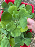(8) Water Lettuce Koi Pond Floating Plants Algae LARGE Jumbo 6” 🌸SPRING 2024🌸