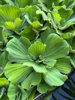 (8) Water Lettuce Koi Pond Floating Plants Algae LARGE Jumbo 6” 🌸SPRING 2024🌸