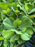 (8) Water Lettuce Koi Pond Floating Plants Algae LARGE Jumbo 6” 🌸SPRING 2024🌸