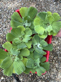 (8) Water Lettuce Koi Pond Floating Plants Algae LARGE Jumbo 6” 🌸SPRING 2024🌸